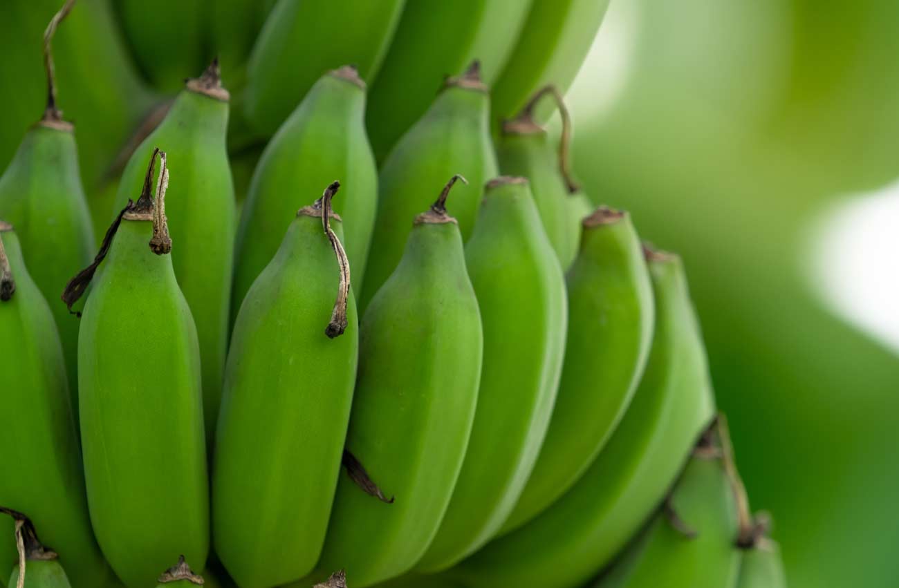 Biomassa de banana verde entenda para que serve e benefícios