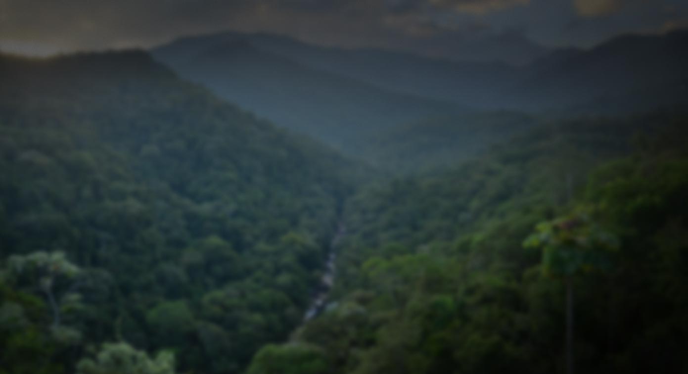 Foto da Mata Atlântica com desfoque