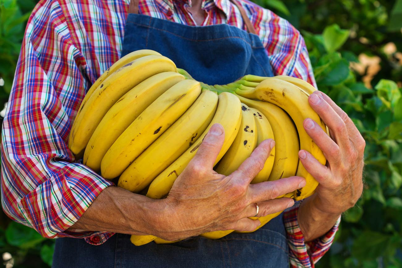 Agricultor familiar segurando um grande cacho de bananas