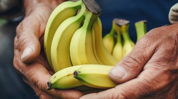 Mãos-de-agricultor-segurando-um-cacho-de-bananas-maduras