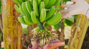 Mão feminina tocando gentilmente um cacho de bananas